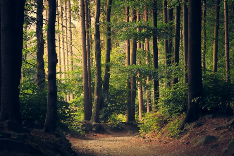 Green forest sustainability